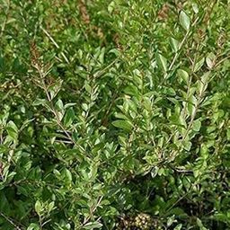 EverSneh Real Live Henna Mehndi Herbal Ayurvedic Natural Mehndi Plant Outdoor Gardening Plant With Plastic Pot-image-48