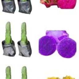 Aziz Gazi Nursery - Dragon Fruit Plant | Live Pink Flesh Dragon Plant | Dragon fruit Plant with Polybag - (Plant Height - 8 To 10 Inch, Pack of 6 - Yellow, Purple and Pink)-image-19
