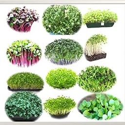 BOSI Leaf Easy Growing Microgreen with Growing Instruction Untreated Seeds - Grow Your Own Super Salad (Combo Seed Pack of 12 Varieties 300G)-image-80