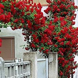 Climbing Rose Imported Flower Seeds � Red and Pink Blooms for Home Gardening � Ideal for Trellises, Fences, and Walls � Pack of 1 � Easy-to-Grow, Vibrant Flowering-image-33