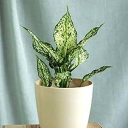 Plants for home decor live plant indoor (Aglaonema snow white live plant) Pack of 1 Live plant with pot-picture-22