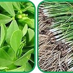 Agnico Garlic Chives (50 Seed) And Fenugreek (200 Seed) Vegetable Seeds Pack.-image-98