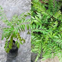 curry patta plant curry Leave plant Kadi Patta Pack Of 1 Healthy Plant-image-72