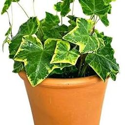 OhhSome Plant For Indoor English Ivy Aka Wax Variegated Live House Plants Good Small (Healthy Plant)-image-11