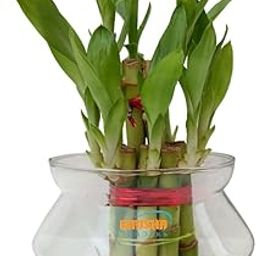 GIRISHA TRADERS Lucky Bamboo Two Layers Indoor Live Plant for home Office Garden Living room Bedroom Balcony tabletop Showpiece Decoration | Gift Item-14