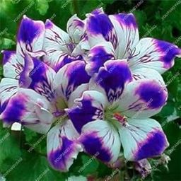 90 Pcs/Pack Rare Blue Geranium Seeds Perennial Rare Flower Seeds for Indoor Rooms Flower Elegant MixColor : Deep Blue-image-99