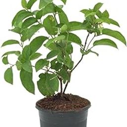 Plantsworld Gymnema sylvestre - Gudmar Plant, Madhunashini Live Plant-image-7