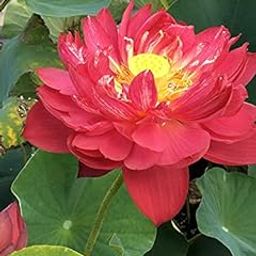 Aquatic plant Dwarf Red Multipetal Bowl Lotus Nelumbo nucifera 20 Fresh Seeds Pack-image-84