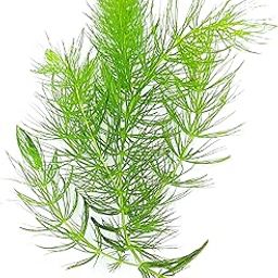Ceratophyllum demersum |Foxtail-16