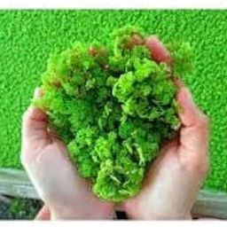 Azolla seeds live plant seeds,floating live plant seed (pack of 350)-image-31