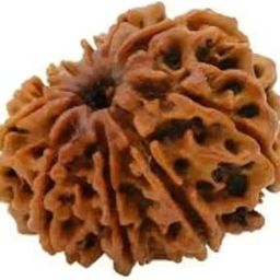 10 Mukhi Rudraksh Rudraksh Rudraksha Bead,Certified, Original Rudraksh Bead/Natural Rudraksha Bead (Brown) with Certificate and Puja Instructionsx90-image-85