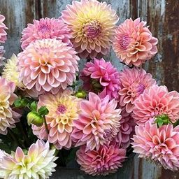 Radha Krishna Agriculture® Imported Dahlia Flower Bulbs mixed color | Fragrant Flowers Planting Bulb For all season Outdoor And Indoor Gardening Pack of 1-image-94