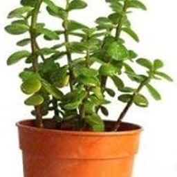 PMK E Store Live Jade Good Luck Indoor Air Purifier Plant-image-85