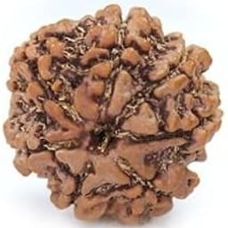 TRINETRA GEMS STONE Superb Natural 7 Mukhi Rudraksha For Make Pendant Sat Mukhi Rudraksha IGL Lab Certified Blessed Lord Lakshmi Genuine Brown Seven Face Rudraksha From Nepal सात मुखी रुद्राक्ष-34