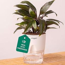 KYARI Oyester Indoor Plants for Living Room | Live Plants | Plants with White Self Watering Pot for Home | Air purifier plants | Plants for Home Decor | Plants for Garden & bedroom-image-122