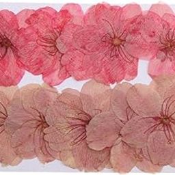 LOOM TREE® 10 Pieces Natural Pressed Dried Sakura Flower Cherry Blossom for DIY Arts Crafts| Home Arts & Crafts | Floral Crafts | Dried Botanicals & Potpourri | Dried Flowers-12