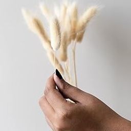 Bunny Tail Dried Pampas Grass for Home & Office Decor | White| 15 Stems-image-57