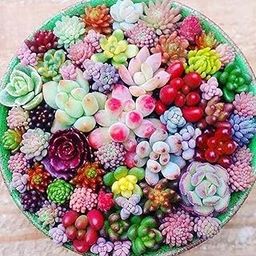 Earth Hopper All Season Growing Mix Succulent Seeds For Home Garden Planting, Grow Indoor & Outdoor - Easy To Care Plant Seeds (100 Seeds)-image-84