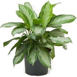 Nurseryplant Aglaonema Diamond Bay - Plant-image-87