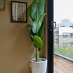 Blooming Floret Artificial Banana Plant for Home/Office Decor/Gifting | Natural Looking Leaves | 157 cm Tall Ornamental Plant with Basic Black Pot | Pre-Potted Indoor Plant,Polyester-image-4
