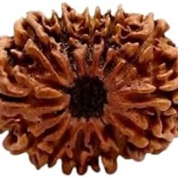 GEMFINITY 13 Mukhi Rudraksha Original Certified Nepali Beads Auspecious Terah Mukhi Rudraksha 13 Faced Rudraksha Tera Mukhi तेरह मुखी नेपाली रुद्राक्ष Thirteen Mukhi Rudraksha Wearing & Jaapa Purpose-0