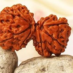 FOREVER Gems गौरी शंकर नेपाल रुद्राक्ष ओरिजिनल Gaurishankar Rudraksha Blessed Bead Nepali Gauri Shankar Rudraksh Original Certified Shiv Parvati Ruthratcham for Men & Women-16