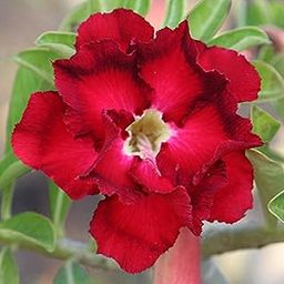 GREEN ISLAND Adenium Grafted Desert Rose Bonsai Flower Plant with Qulity Pot (Red)-image-72