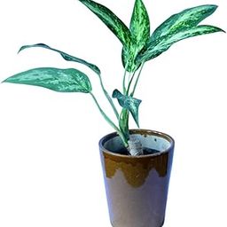 Plantvriksh Aglaonema Green “Sparkle”-image-20