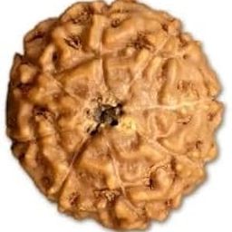 Ganesha Arts 8 Mukhi Rudraksha from Indonesia 10mm-13mm Loose Bead Lab Certified-image-17