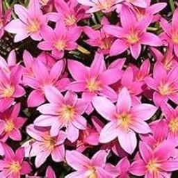 Rain Lily Zephyranthes Grandiflora, Light Pink, A Pack of Five Bulbs-picture-19