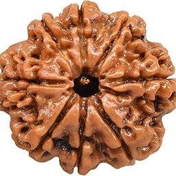 Nepali 8 Mukhi Rudraksha Beej by Rudramukhi.com - Step into Confidence, Charm, and Success!-picture-34