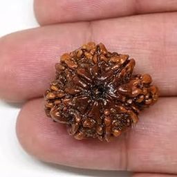 USPTO Real Savar Rudraksha Original Certified by Igl Lab Brilliant Size Natural Brown Color Auspicious Sawar Rudraksh Bead Blessed by Mahadev for Men & Women Swar सावर रुद्राक्ष नेपाली ओरिजिनल-22