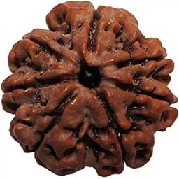 Seven Mukhi Rudraksha bead Original Certified For Seven Mukhi Rudraksha bead, seven Face Rudraksha Satmukhi Rudraksha By Certifiedx05-picture-34
