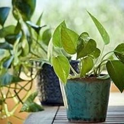 Platone Money Plant money plant 930-image-51