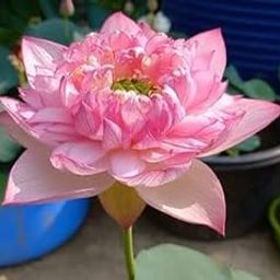 Ruckkuz - Lotus live plant | Rare plant | Original color guarantee plant | Indoor & Outdoor Live plant | (Vasuki Lotus | C : 50)-image-53