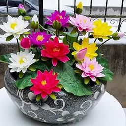 Domino Japanese Rainbow Lotus Flower Seeds, Dwarf -100% Germination Mix Flower Seeds-Rainbow Lotus Flower SeedS for Home Decor (30 Pis Seed)-image-27