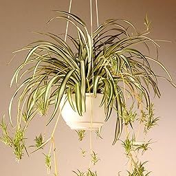 Amulya FARMS & NURSERY Spider Indoor Plants for Living Room | NASA Recommended Air Purifier Live Plants | Plants for Home Decor, Gifting, Garden, Kitchen, Office Desk & Bedroom-image-77