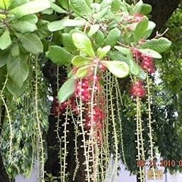 Hijal Hijangal Hendol Stream Barringtonia Itchy Tree-image-82