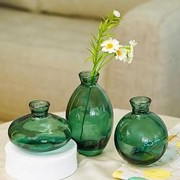 Ekhasa Green Glass Bud Vases Flower Pots for Home Decoration (Set of 3) | Center Table Mini Decorative Items | Transparent Glass Vase for Water Plants | Glass Planters for Indoor Plants-image-29