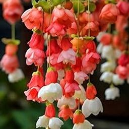 Weeping Begonia Imported Flower Bulbs for Home and Outdoor Gardening Pack 3 bulbs (DARK PINK WITH WHITE)-image-13