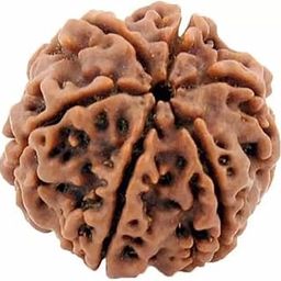 Six Mukhi Pure Rudraksha bead,Certified, /Original 6 Mukhi Rudraksh bead/Natural Six faced Rudraksha bead (Brown) with Certificate and Puja Instructions-picture-28