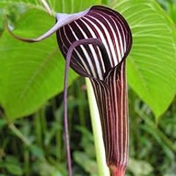 Snake Lily Flower Outdoor Gardening Flower bulbs (Pack of 1 Ariseama costatum Snake Lily)-image-64