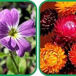 Agrey Helichrysum Mix Color (50 Seed) And Cheiranthus Maritimus Mix Color (50 Seed) Flower Seeds Pack.-picture-19