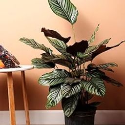 Oxygen plants for home indoor no sunlight, Calathea pink pinstripe- Plant | Indoor Plants for Living Room | Air purifying Indoor Plants (Pack of 2 With pot)-image-55