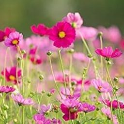 Afflorance Flower Seeds : Dwarf Cosmos Flowering Plants In The Sunflower Family Flower Seeds For All Season India - Garden Flower Seeds Pack-image-40
