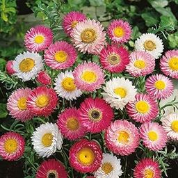 Exotic Daisy Flower Mix-Pack Of 25 Seeds-image-98