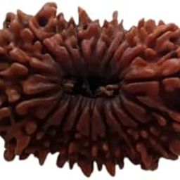18 Face Rudraksha Nepali Original Bead अट्ठारह मुखी नेपाली रुद्राक्ष Eighteen Face Rudraksha IGL Certified Pure Attharah Mukhi Rudraksha Pendant For Men-picture-43