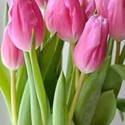 Ritz Farming Tulip Plant Flower bulbs, Premium Perennial Tulip bulbs for Tulip Plants Outdoor and Indoor, Garden Ready Hardy Plant bulbs, Tulip flower bulbs for Planting, (Pack of 5, Pink)-image-18