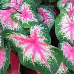 Caladium Bulbs Multicolour Flower ing Plant for Home Garden Pack of 2 Bulbs By Zabbus-image-94