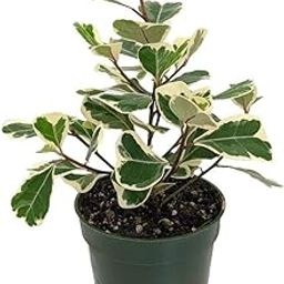 Mphmi Ficus Triangularis variegata - Plant-image-79